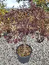 ACER-palmatum dissectum-inaba shidare-clt130.webp