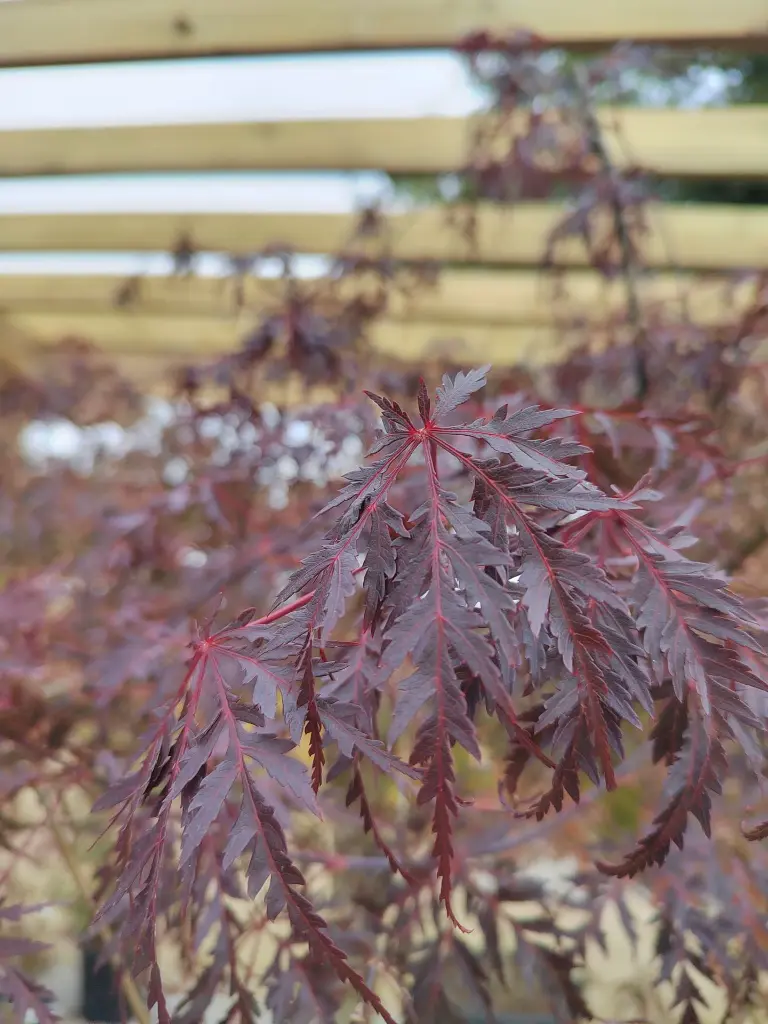 ACER-palmatum dissectum-inaba shidare-clt130-feuille.webp
