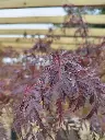 ACER-palmatum dissectum-inaba shidare-clt130-feuille.webp