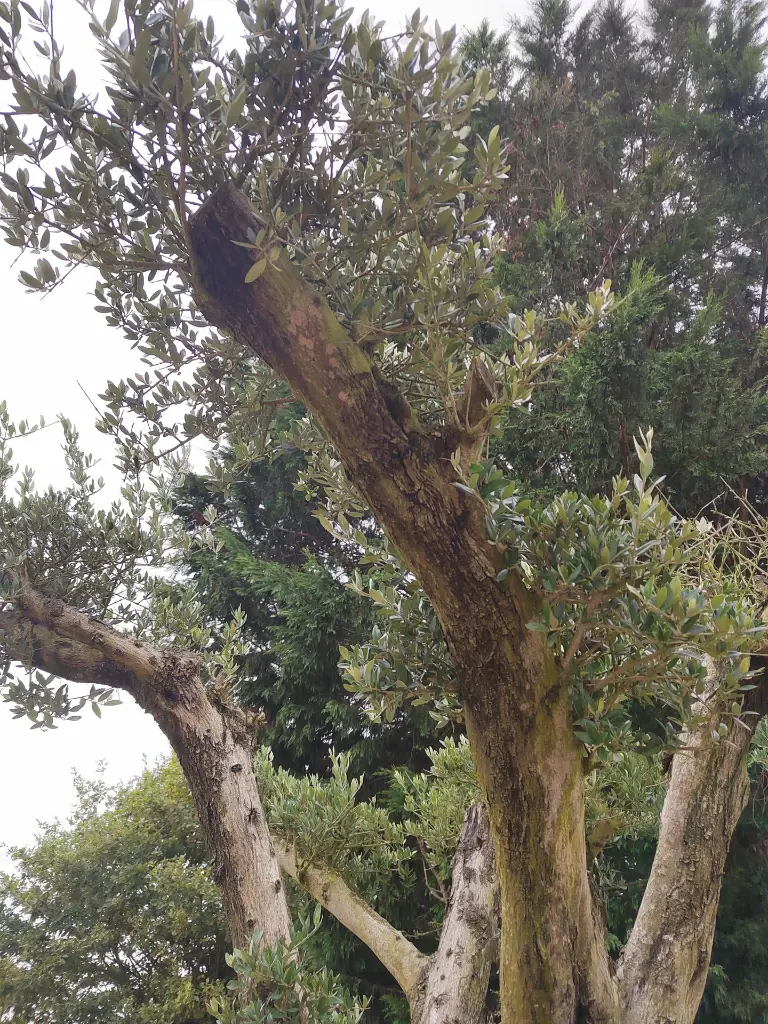 olivier-olea-europaea-plateaux-n2-gros-plan-tronc.webp