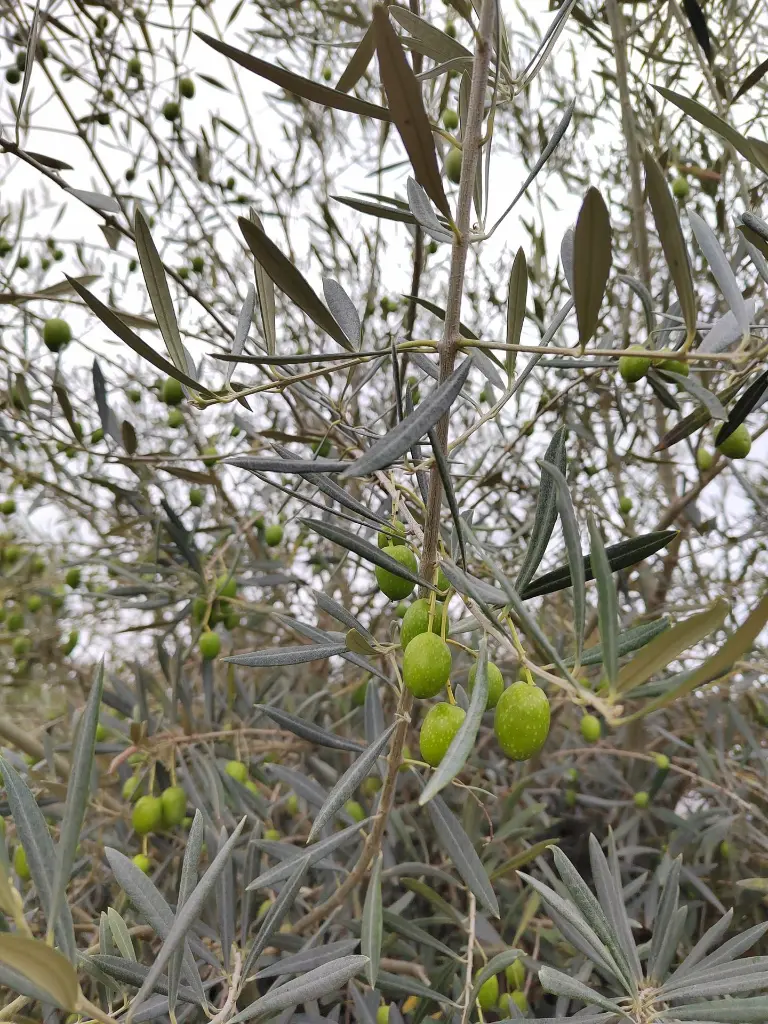 olivier-olea-europaea-bonsai-175-200-gros-plan-fruits.webp