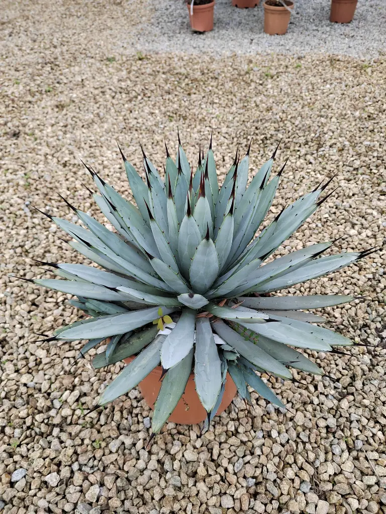 agave-macrocantha-c7-c10-gros-plan.webp