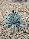 agave-macrocantha-c7-c10-gros-plan.webp