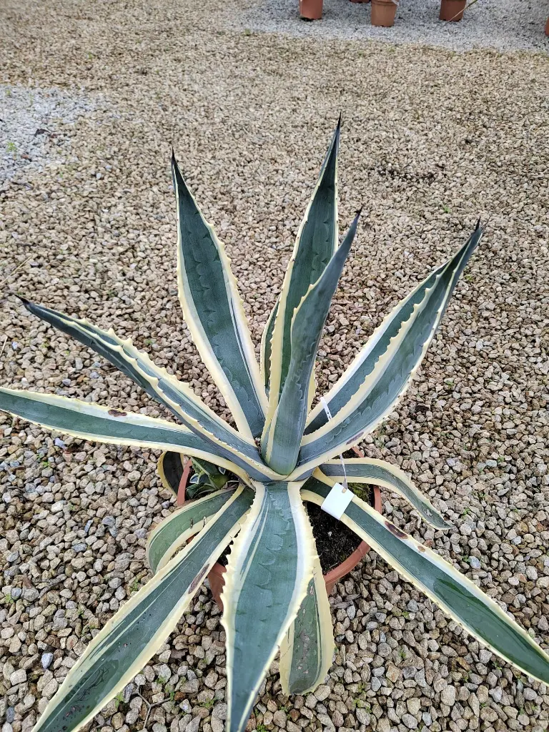 agave-spectabilis-marginata-c7-c10-vue-ensemble.webp