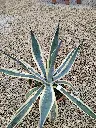 agave-spectabilis-marginata-c7-c10-vue-ensemble.webp