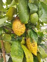 citrus-limonum-lv-18-cercle-gros-plan-fruits.webp