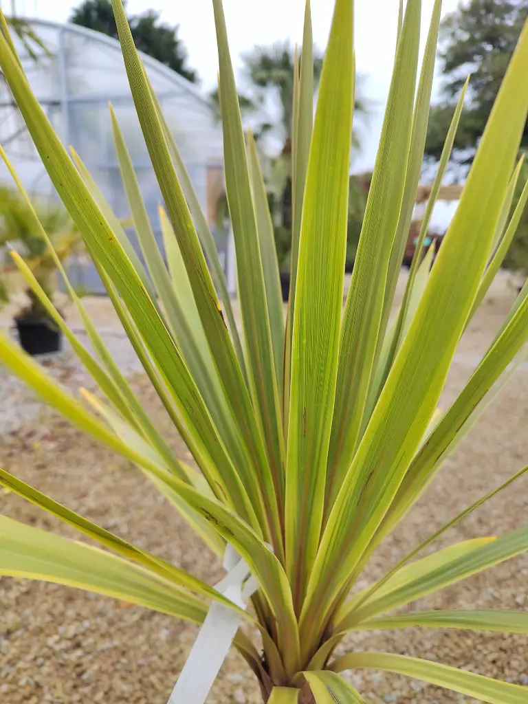 cordyline-australis-torbay-dazzler-c14-gros-plan-feuillage.webp