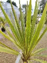 cordyline-australis-torbay-dazzler-c14-gros-plan-feuillage.webp