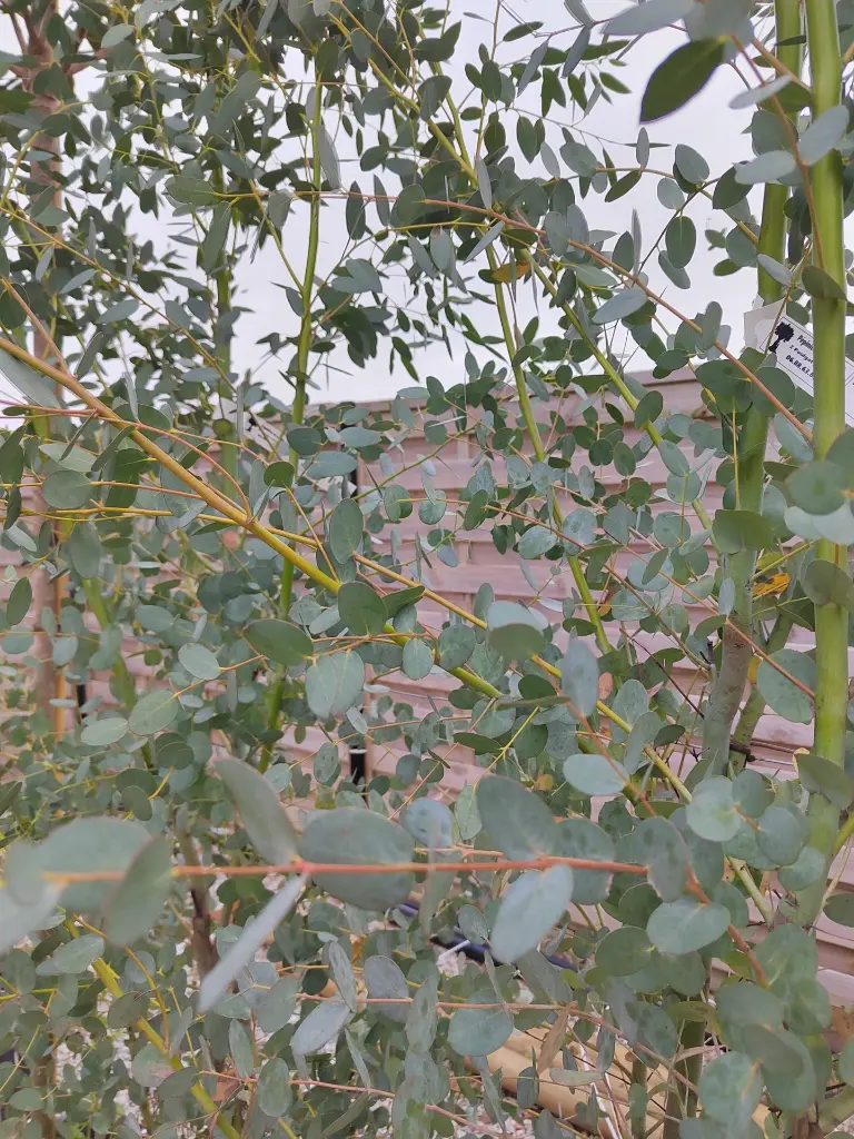 eucalyptus-gunnii-azura-clt-18-gros-plan-feuillage.webp