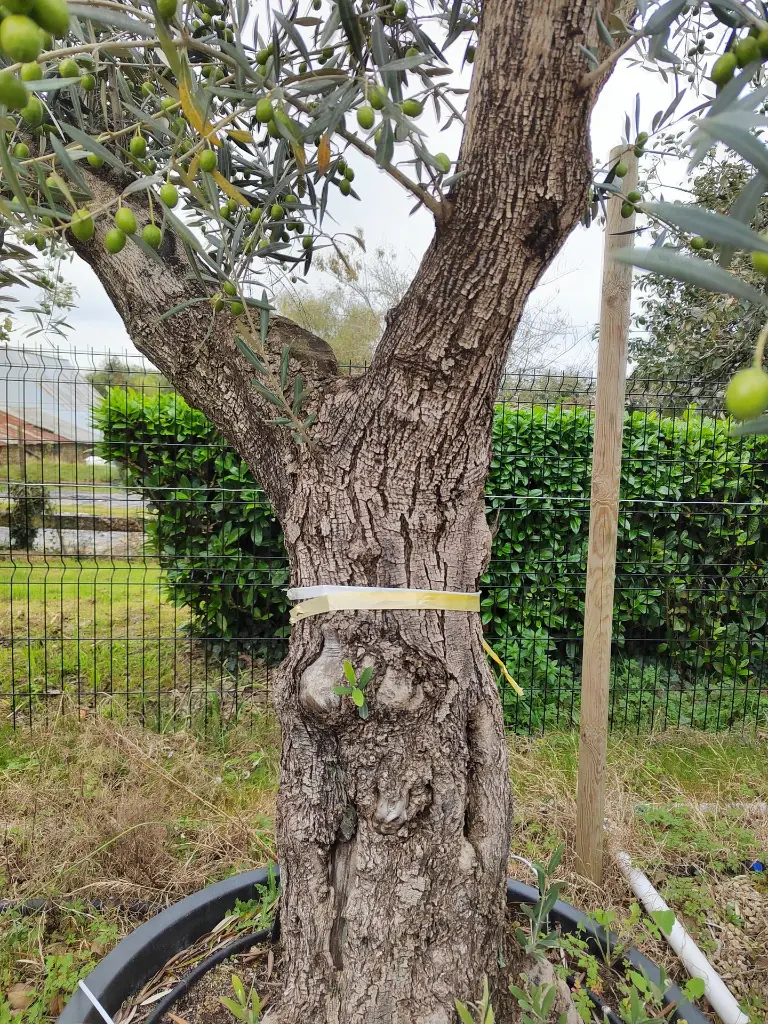 olea-europaea-exemplaire-60-80-c230l-gros-plan-tronc.webp