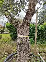 olea-europaea-exemplaire-60-80-c230l-gros-plan-tronc.webp