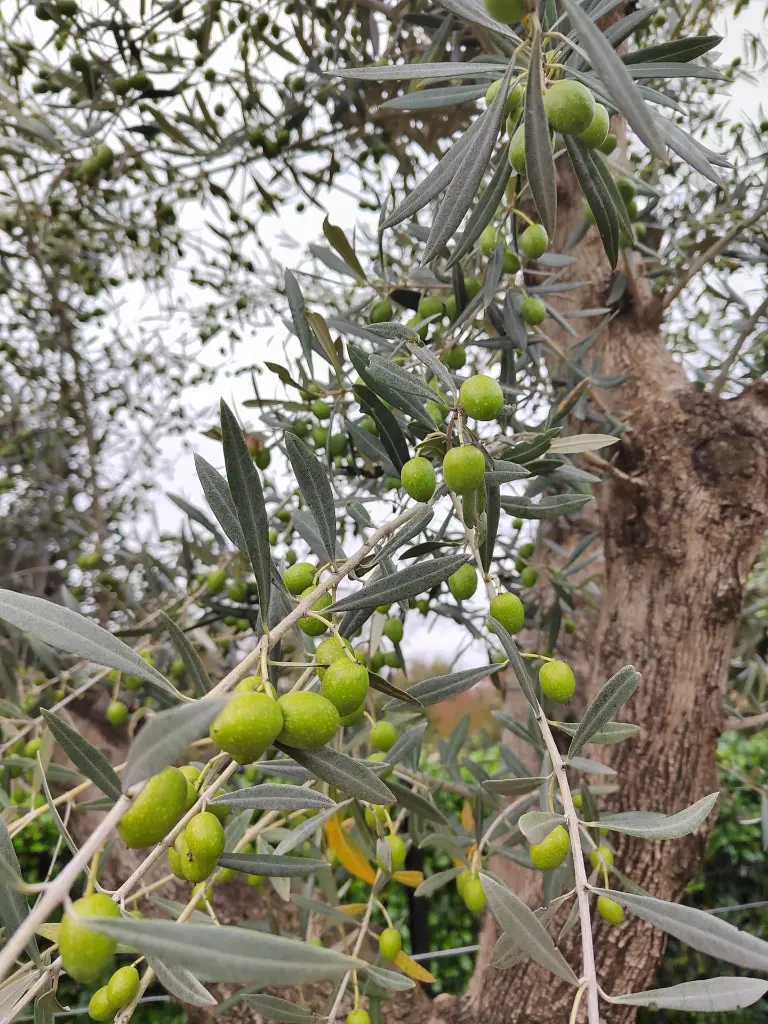olea-europaea-exemplaire-60-80-c230l-gros-plan-olives-branches.webp