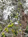 olea-europaea-exemplaire-60-80-c230l-gros-plan-olives-branches.webp