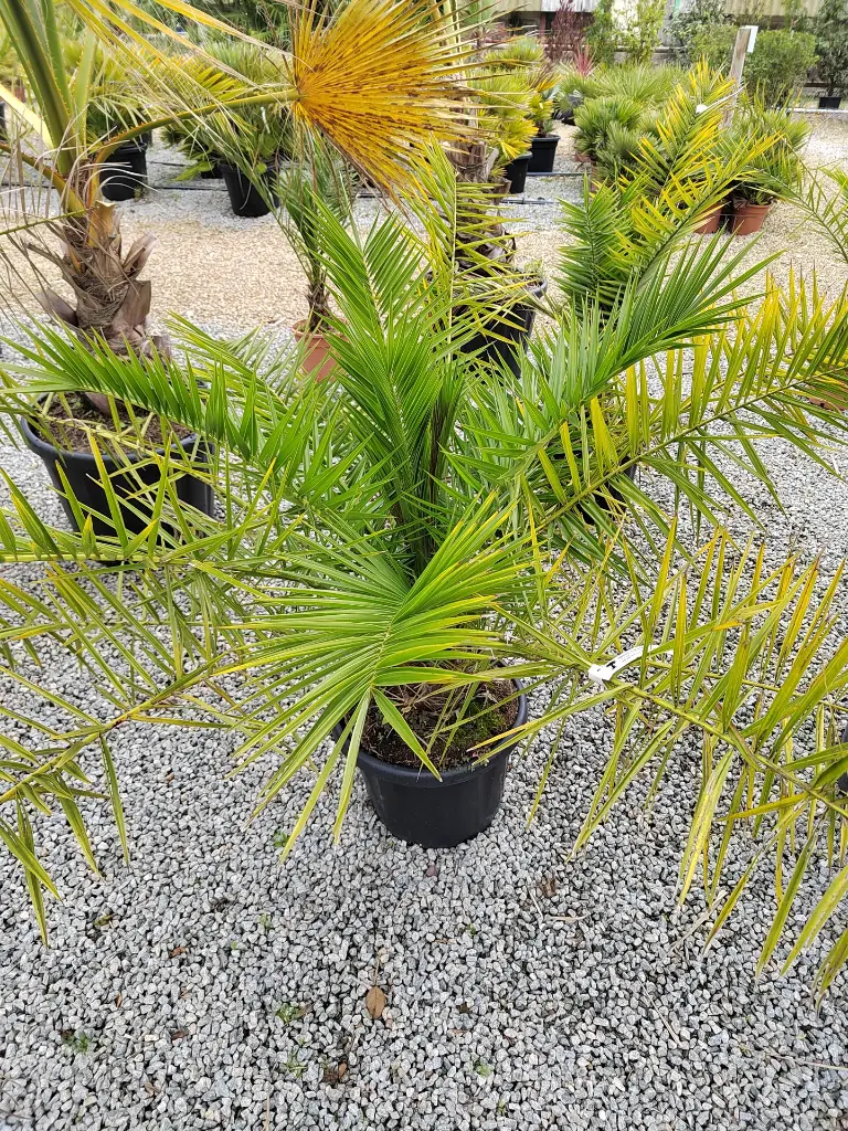 phoenix-canariensis-150-175-c30-vue-ensemble-palmes-etalees.webp