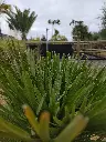 chamaerops-humilis-vulcano-30-40-c7-c10-gros-plan-feuillage.webp