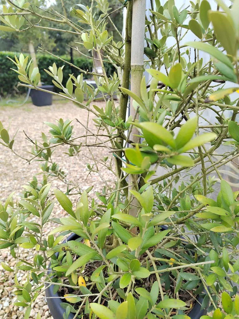 olea-europaea-125-150-c25-gros-plan-feuillage.webp