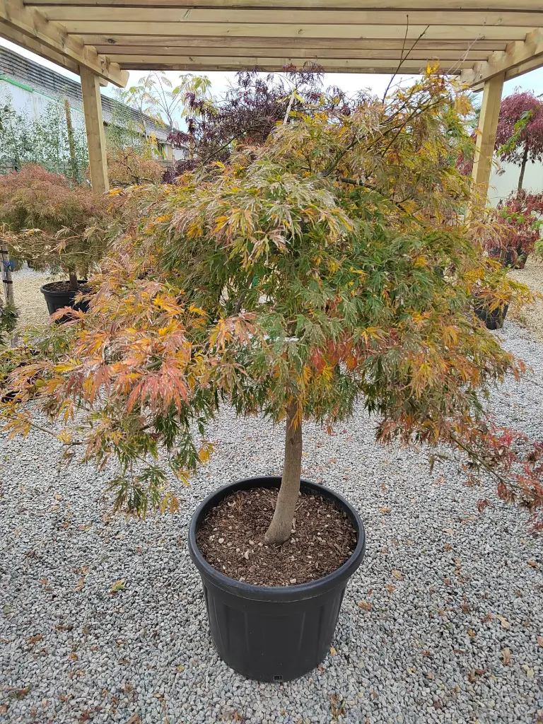 acer-palmatum-dissectum-viridis-clt-90-plan-rapproche-pot.webp