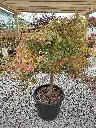 acer-palmatum-dissectum-viridis-clt-90-plan-rapproche-pot.webp