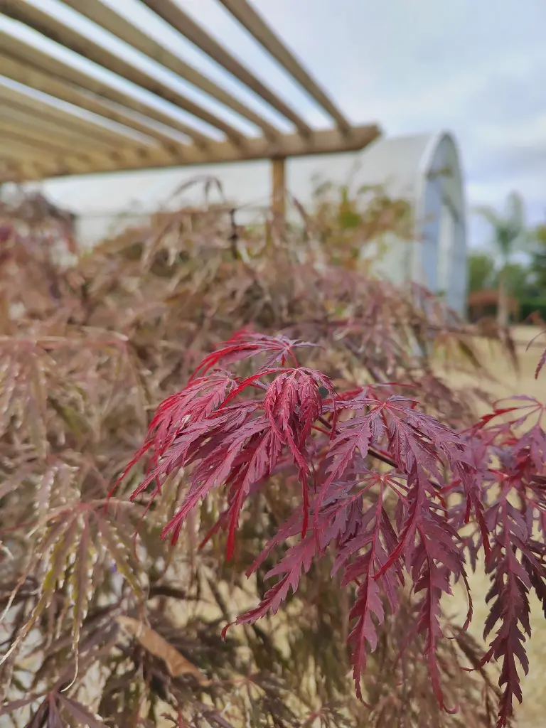 acer-palmatum-dissectum-viridis-clt-30-gros-plan-feuillage.webp