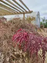 acer-palmatum-dissectum-viridis-clt-30-gros-plan-feuillage.webp