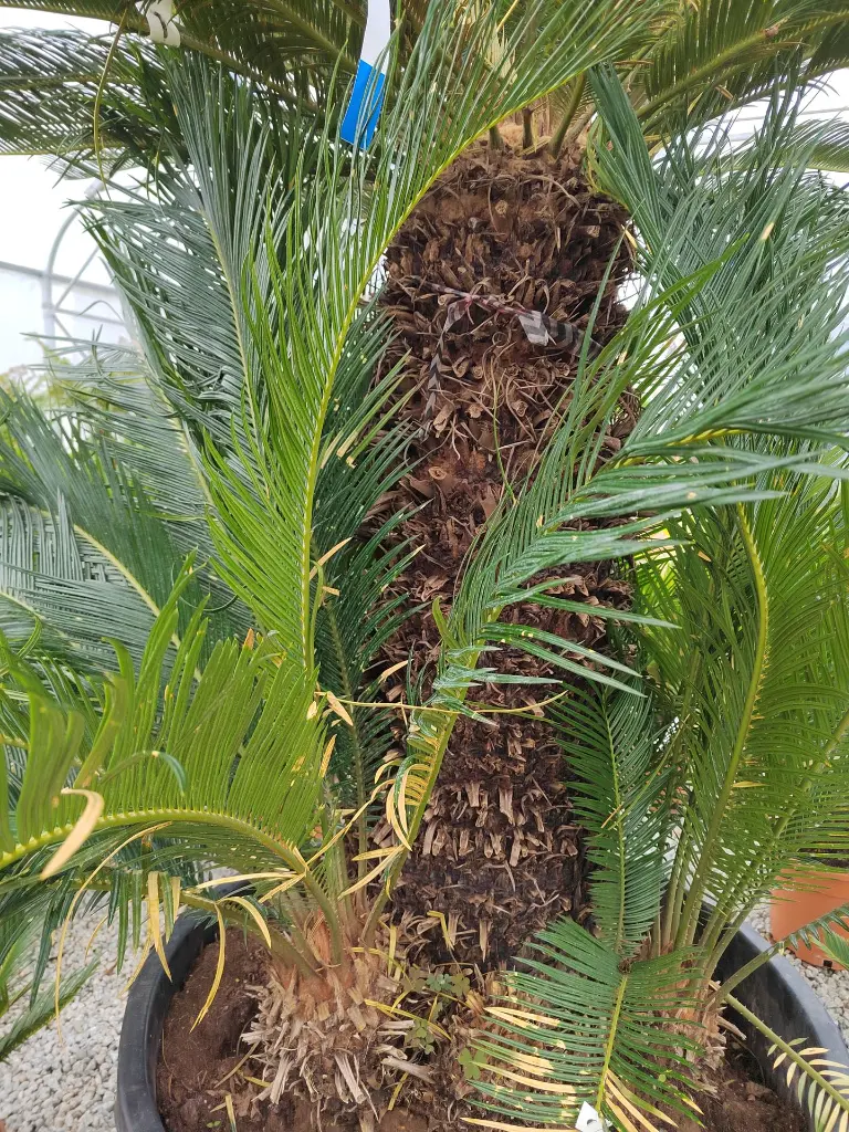 cycas-revoluta-clt-180-gros-plan-tronc-et-palmes.webp