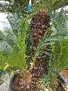 cycas-revoluta-clt-180-gros-plan-tronc-et-palmes.webp