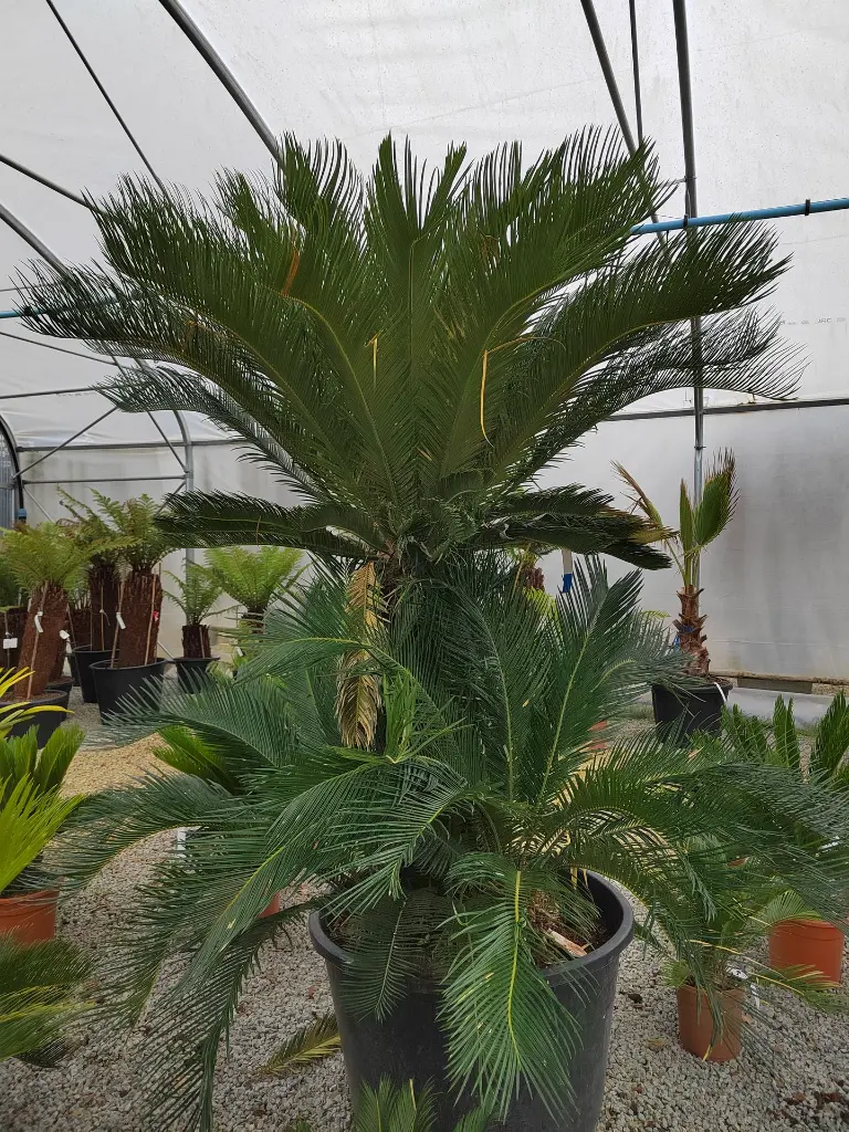 cycas-revoluta-clt-180-vue-ensemble-serre.webp