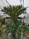 cycas-revoluta-clt-180-vue-ensemble-serre.webp
