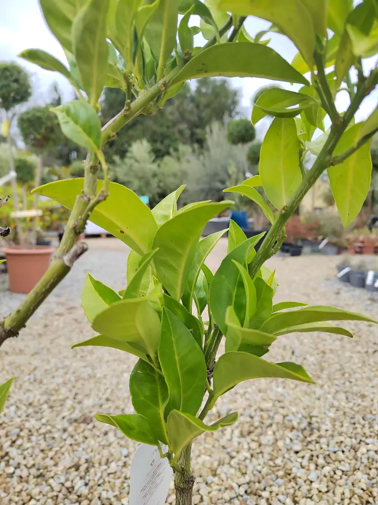 citrus-sinensis-1-4-tige-c5-gros-plan-feuillage.webp