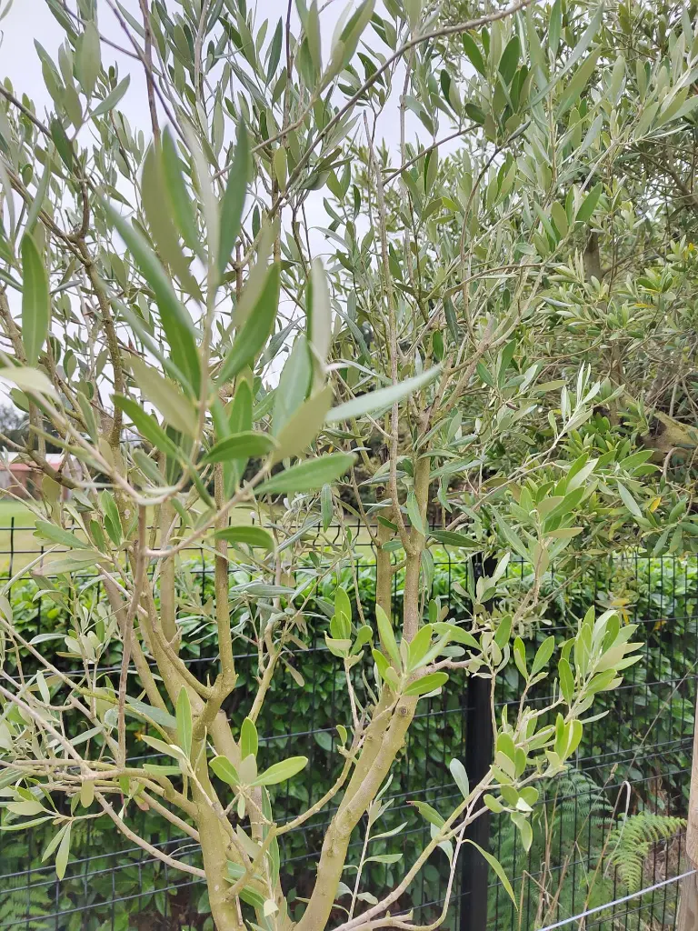 olea-europaea-8-10-1-2-tige-cont-gros-plan-feuillage.webp