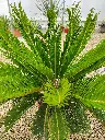 cycas-revoluta-c7-c10-gros-plan-feuillage.webp