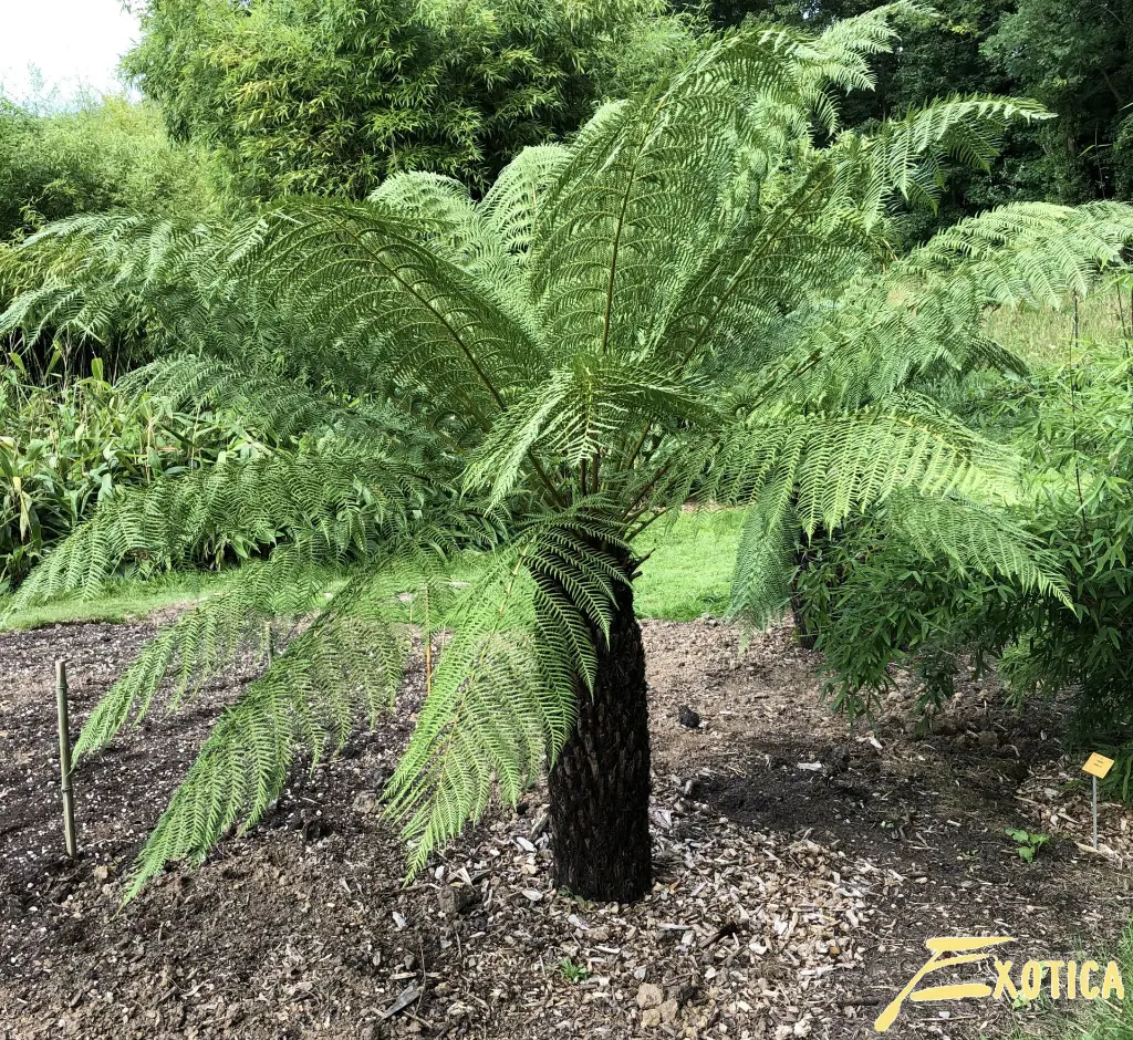 dicksonia antartica.webp
