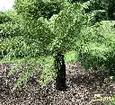 dicksonia antartica.webp