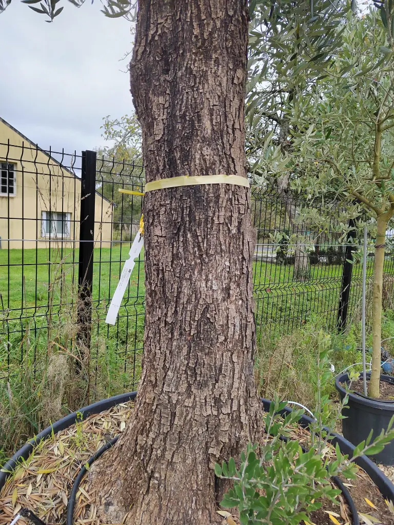 olea-europaea-exemplaire-80-90-c285l-gros-plan-tronc.webp