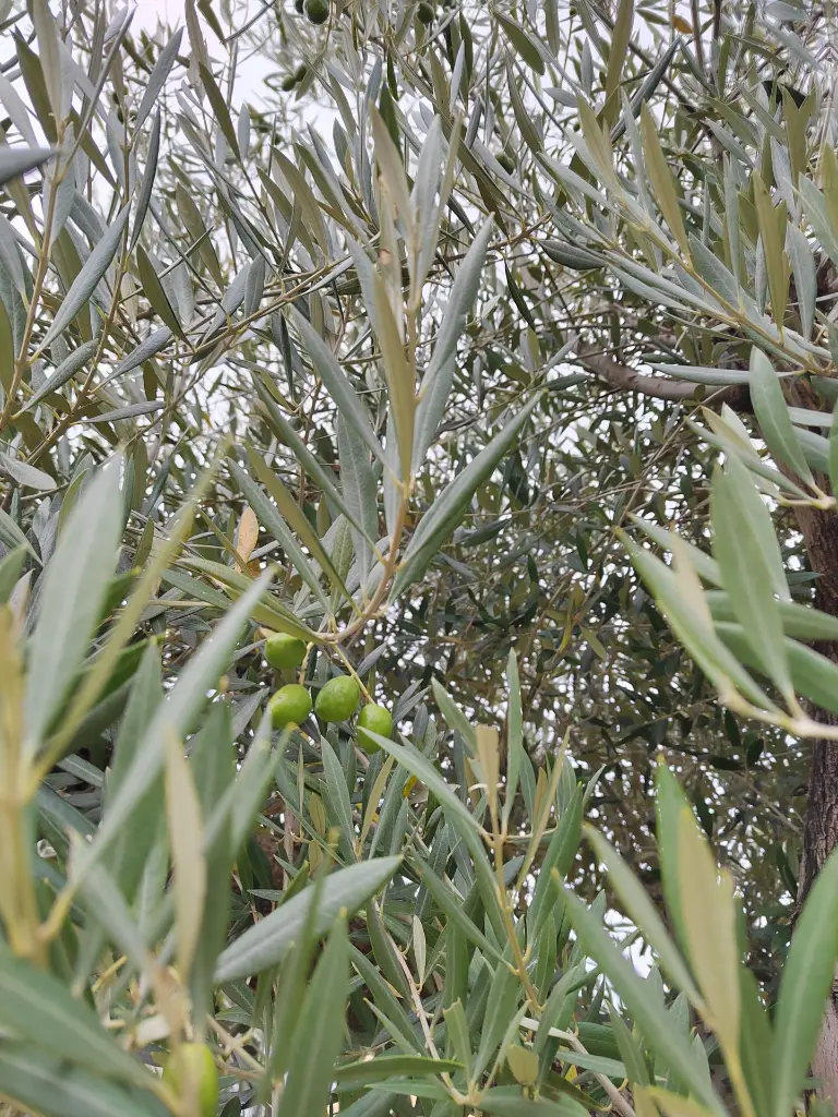 olea-europaea-exemplaire-80-90-c285l-gros-plan-olives-feuillage.webp