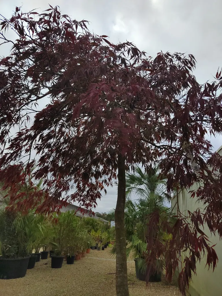 acer-palmatum-tamukeyama-175-200-1-2-tige-cont-vue-ensemble.webp