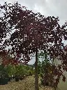 acer-palmatum-tamukeyama-175-200-1-2-tige-cont-vue-ensemble.webp