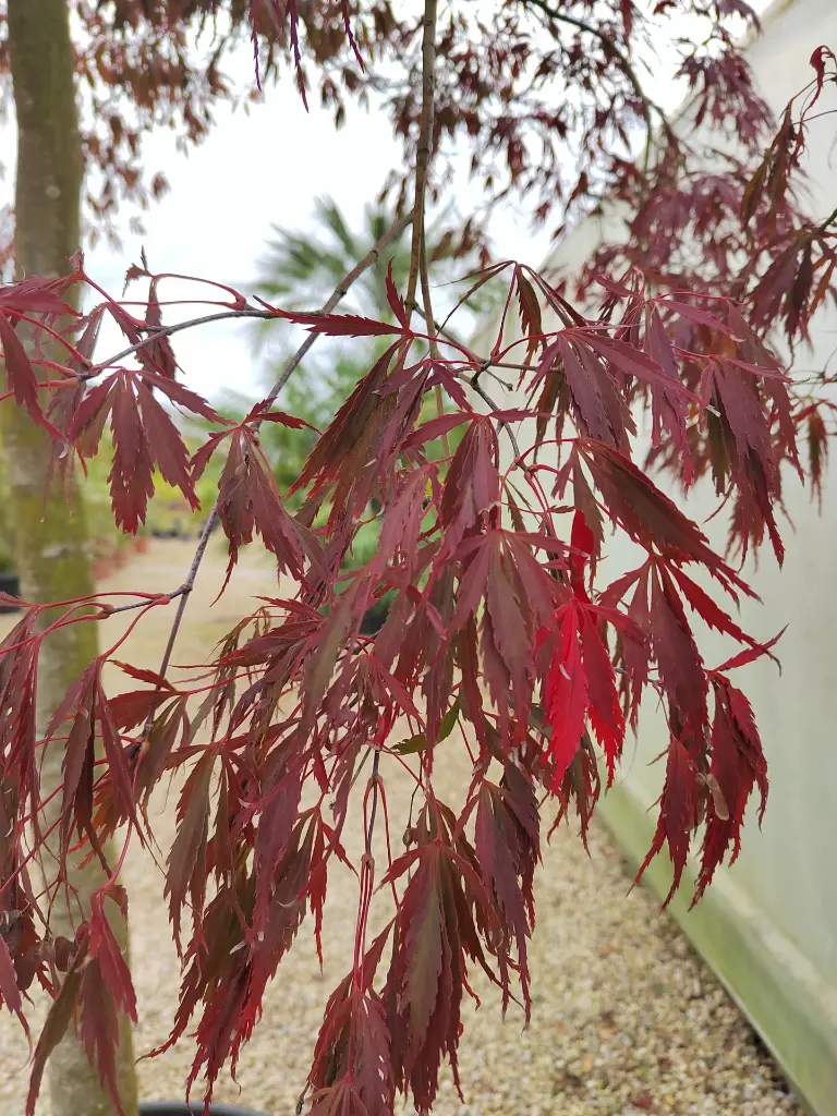 acer-palmatum-tamukeyama-175-200-1-2-tige-cont-gros-plan-feuillage.webp