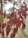 acer-palmatum-tamukeyama-175-200-1-2-tige-cont-gros-plan-feuillage.webp