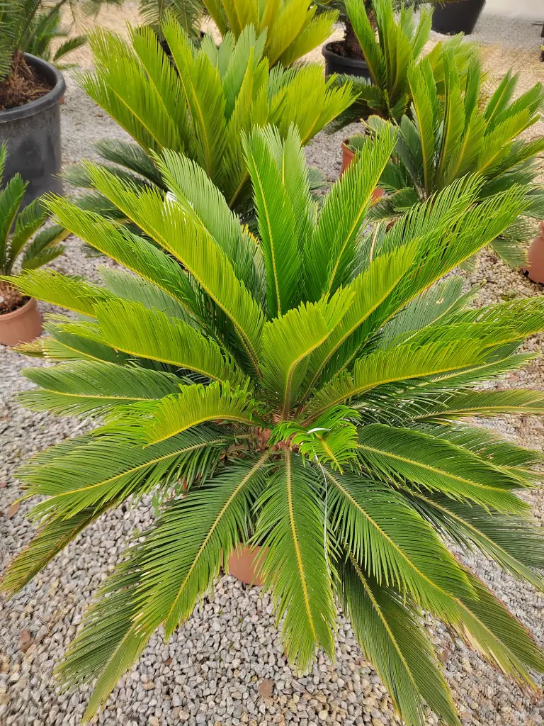 cycas-revoluta-c25-gros-plan-rosette-palmes.webp