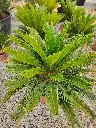 cycas-revoluta-c25-gros-plan-rosette-palmes.webp