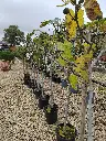 ficus-carica-noire-de-caromb-8-10-1-2-tige-c14-vue-rangee-pepiniere.webp