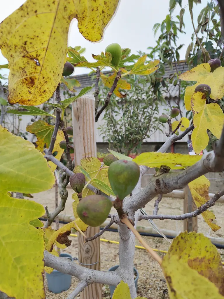 ficus-carica-noire-de-caromb-8-10-1-2-tige-c14-gros-plan-figues.webp
