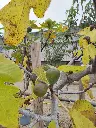 ficus-carica-noire-de-caromb-8-10-1-2-tige-c14-gros-plan-figues.webp