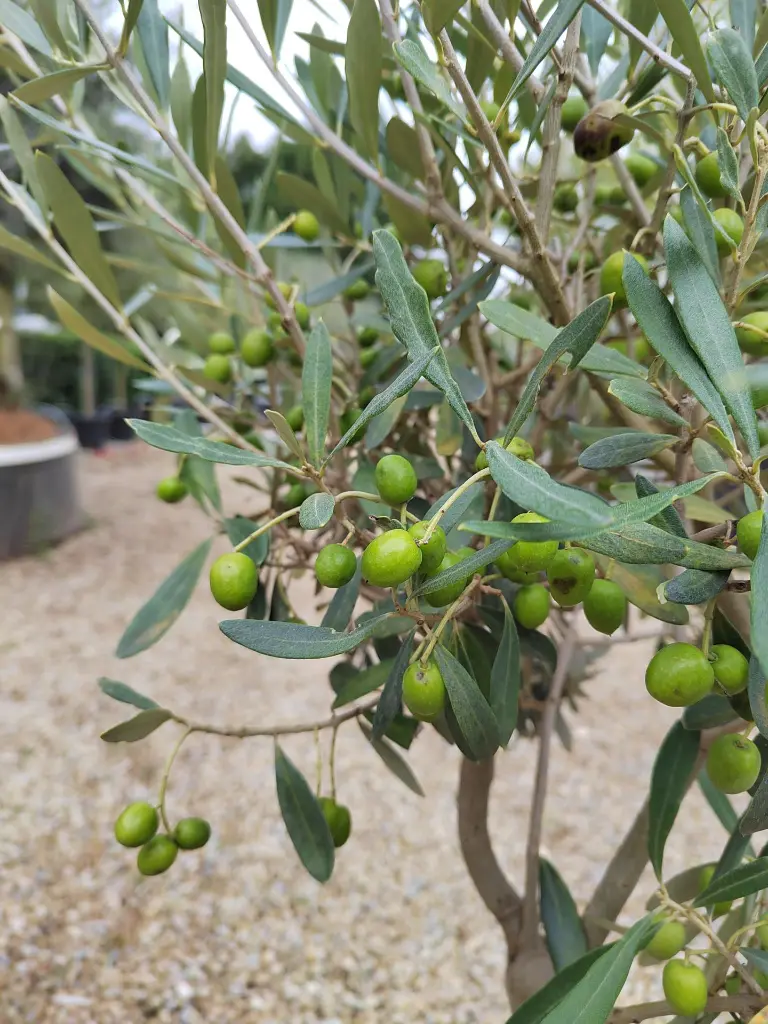 olivier-olea-europaea-quart-de-tige-c6-gros-plan-olives.webp