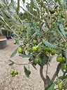olivier-olea-europaea-quart-de-tige-c6-gros-plan-olives.webp
