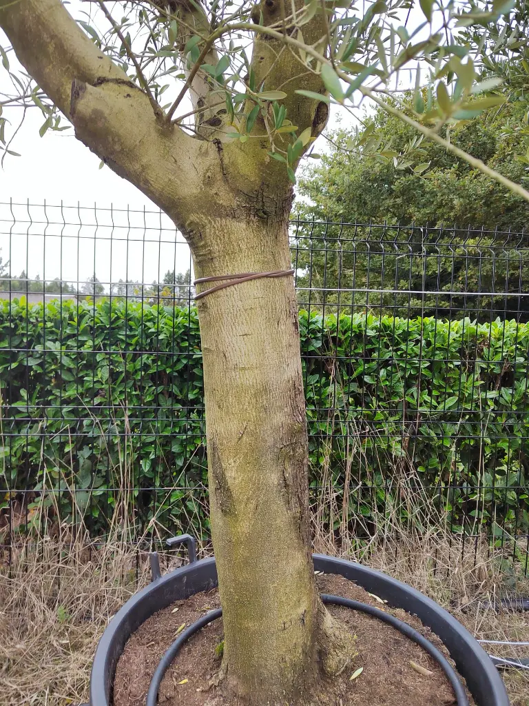olea-europaea-olivier-exemplaire-50-60-c130l-tronc-gros-plan-ecorce.webp