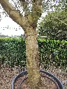 olea-europaea-olivier-exemplaire-50-60-c130l-tronc-gros-plan-ecorce.webp
