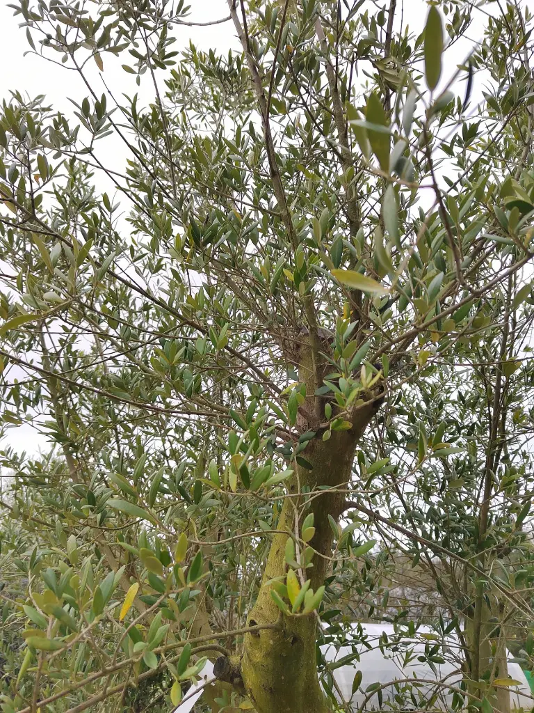 olea-europaea-olivier-exemplaire-50-60-c130l-feuillage.webp