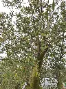 olea-europaea-olivier-exemplaire-50-60-c130l-feuillage.webp